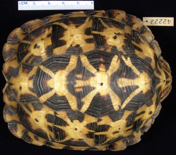Media type: image; Herpetology R-42222